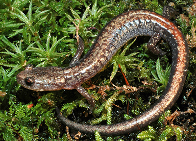 Big Levels Salamander